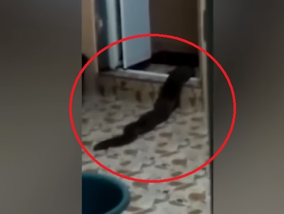 Невиждано двуметрово чудовище изпълзя от тоалетната на къща (ВИДЕО)