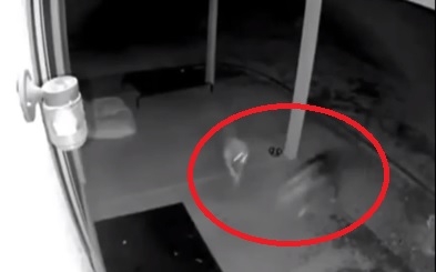 ВИДЕО показа какво правят животните, когато са сами