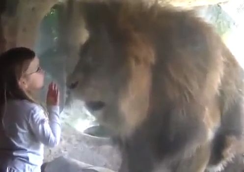Малко момиченце целуна огромен лъв, но се случи нещо неочаквано, което я превърна в истински герой  (ВИДЕО)