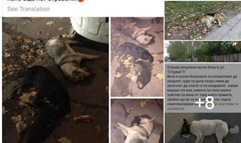 Ужасяваща гледка! Трупове се въргалят в Перник! (СНИМКИ)