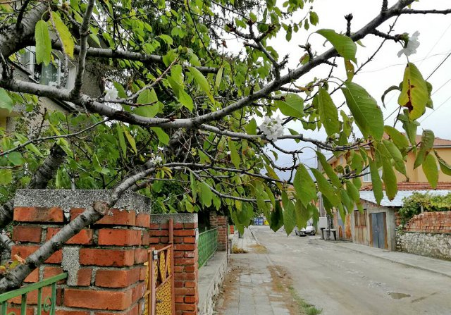 В пловдивско село се стягат за люта зима заради тази аномалия (СНИМКА)