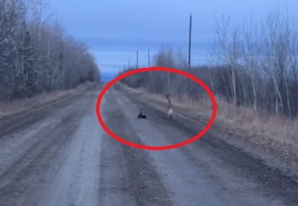 Зъл скункс разказа играта на плашлива пума (ВИДЕО)