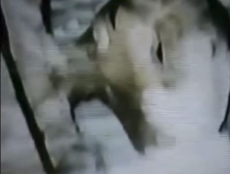 Загадъчно ВИДЕО с труп на извънземно разбуни духовете в мрежата 