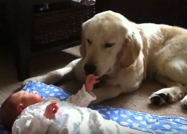 Майка поставя бебето си до нейния Голдън ретривър, това, което се случи, е уникално (ВИДЕО)