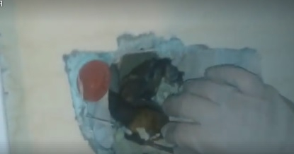 Зловещо ВИДЕО (18+): Страховити животни са зазидани в санирани блокове у нас! Умират по жесток начин!