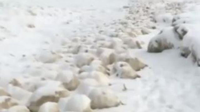 Учените обясниха появата на загадъчните топки във Финския залив (ВИДЕО)