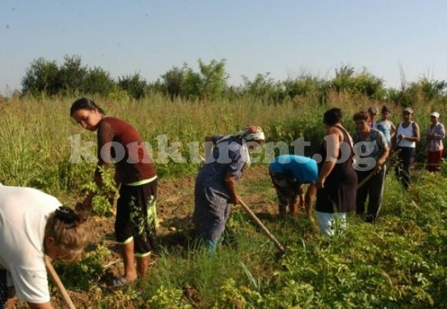 Чудо в Северозапада: Соцексперимент жъне небивал успех, безработни роми нахраниха цяло село и не взеха нито стотинка 