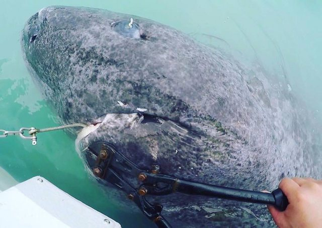 Откриха най-старата жива акула - на 512 години! (СНИМКИ)
