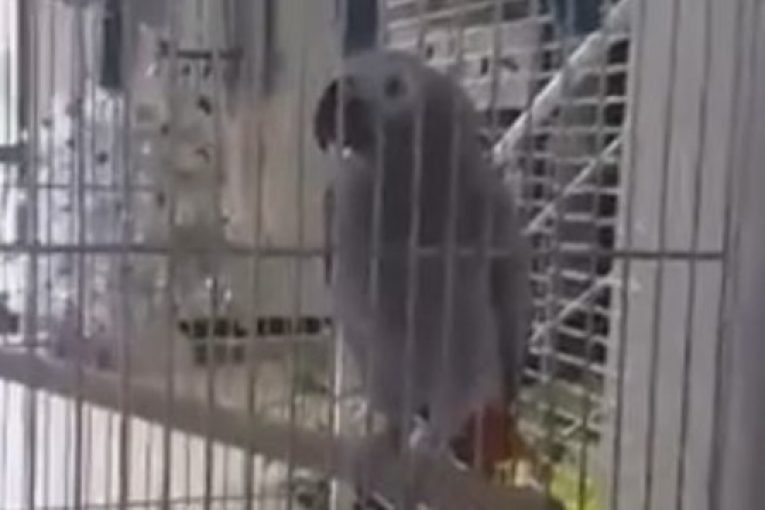 Шок в сандански хотел! Пернатият сваляч Тео забива мадами: "Любовче, ела да те цункам", а отрежят ли го псува и пука гуми