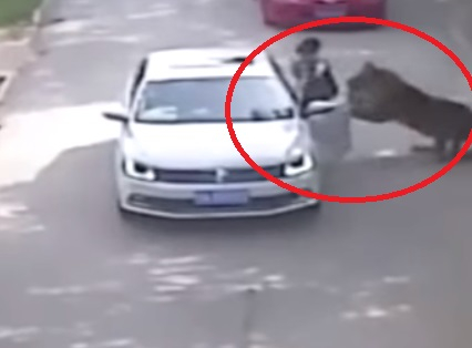 Ужас: Тигър разкъса и изяде майка, изскочила да спаси лошата си дъщеря от лапите му (ВИДЕО)