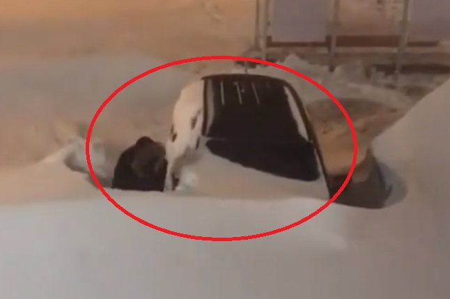 Такова нещо рядко може да се види (ВИДЕО)
