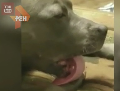 Забавно ВИДЕО с твърде изморено куче се появи в нета 
