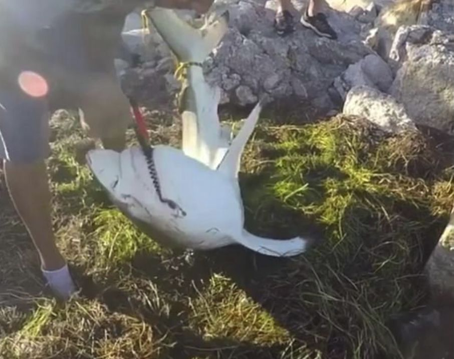 Рибар опита да спаси акула и едва не се прости с ръката си (ШОКИРАЩИ СНИМКИ/ВИДЕО)