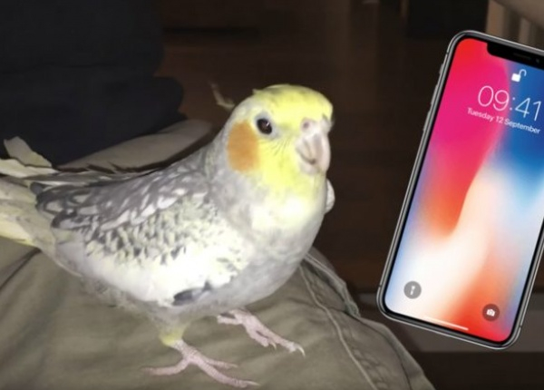 Уникално! Домашен папагал пее популярен тон на звънене на iPhone, когато е подтиснат! (ВИДЕО)