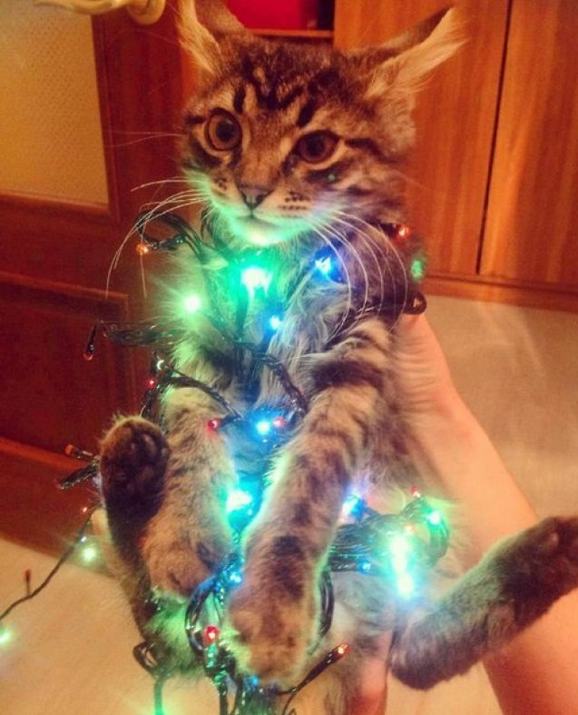 Уникално! Какви неща могат да свършат домашните котки с коледните елхи (ГАЛЕРИЯ)