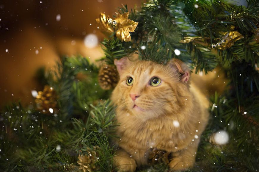 Хората, които имат котки, знаят - те мразят Коледа! Но вижте няколко животни, които са в шок от украсата (СНИМКИ)