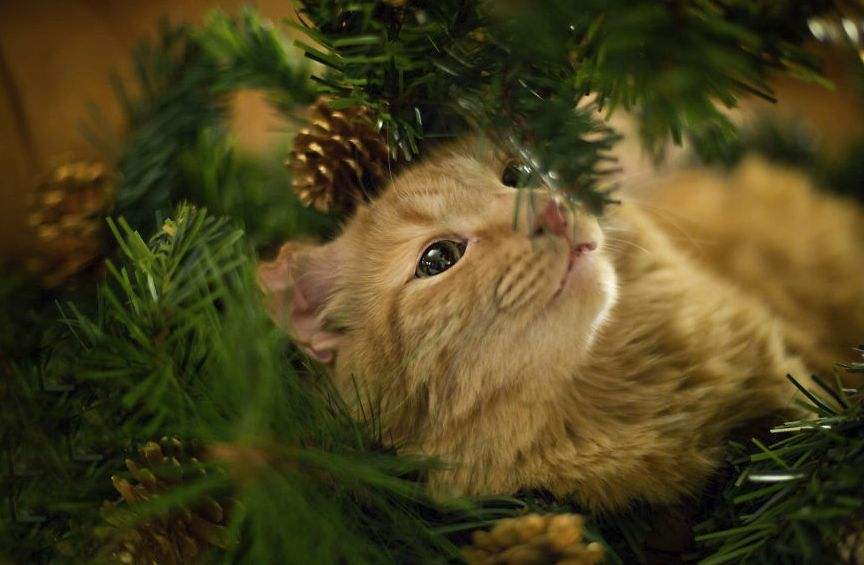 Хората, които имат котки, знаят - те мразят Коледа! Но вижте няколко животни, които са в шок от украсата (СНИМКИ)