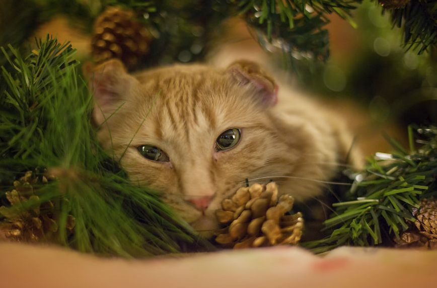 Хората, които имат котки, знаят - те мразят Коледа! Но вижте няколко животни, които са в шок от украсата (СНИМКИ)