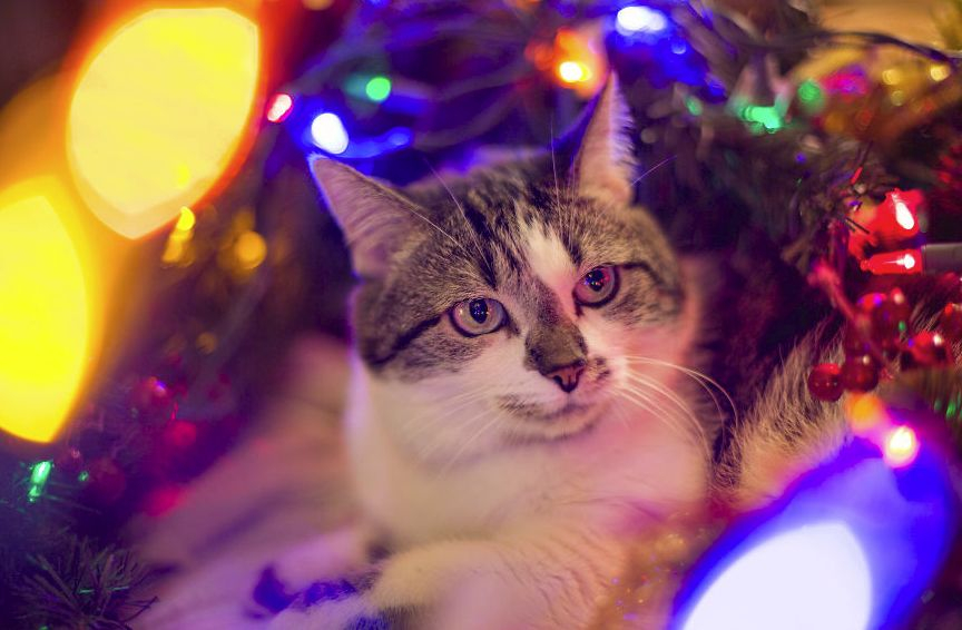 Хората, които имат котки, знаят - те мразят Коледа! Но вижте няколко животни, които са в шок от украсата (СНИМКИ)