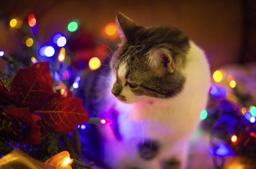 Хората, които имат котки, знаят - те мразят Коледа! Но вижте няколко животни, които са в шок от украсата (СНИМКИ)