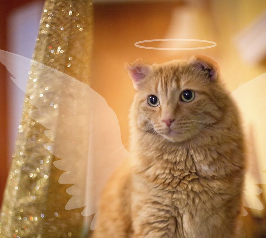 Хората, които имат котки, знаят - те мразят Коледа! Но вижте няколко животни, които са в шок от украсата (СНИМКИ)