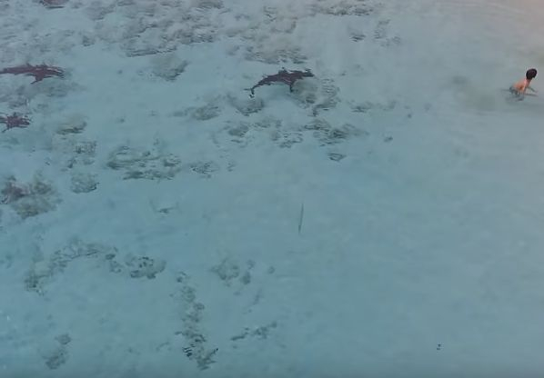 Момченце се спаси по чудо от четири акули (ВИДЕО)