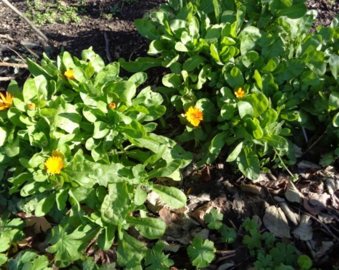 Невероятно! Невен и кокичета цъфнаха заедно в бургаски градинки