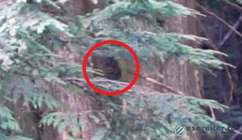 Американец засне на ВИДЕО главата на Голямата стъпка в храстите 