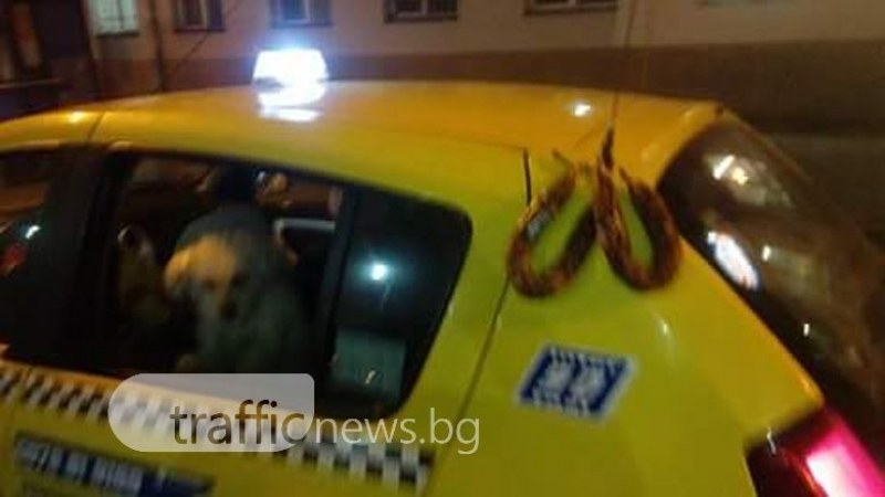 Няма да повярвате на какви невероятни места си сушат луканките в Пловдив!