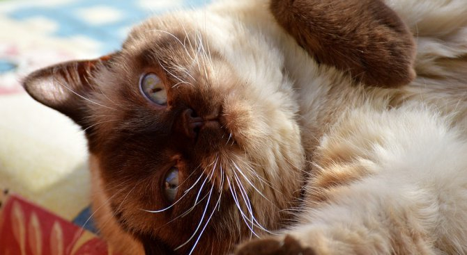 Шок! Стопанка завеща 60 бона на котарака си 