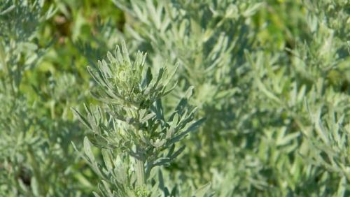 US-онколози назоваха растението, което убива 98% от раковите клетки за 16 часа