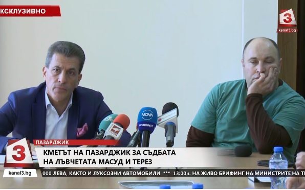 Кметът на Пазарджик каза какво се случва с лъвчетата Масуд и Терез