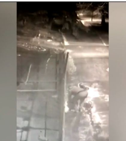Нагъл обир: Кой открадна 10 гълъба и един заек от зоокъта в Перник? (ВИДЕО)