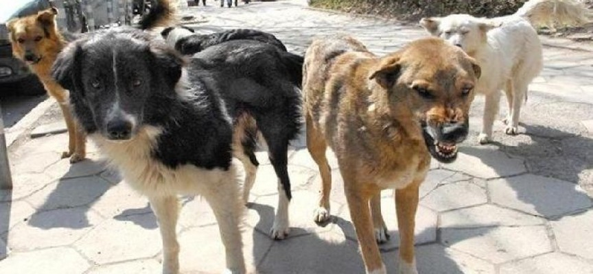 Бездомни псета наръфаха възрастен човек на пъпа на Нови хан
