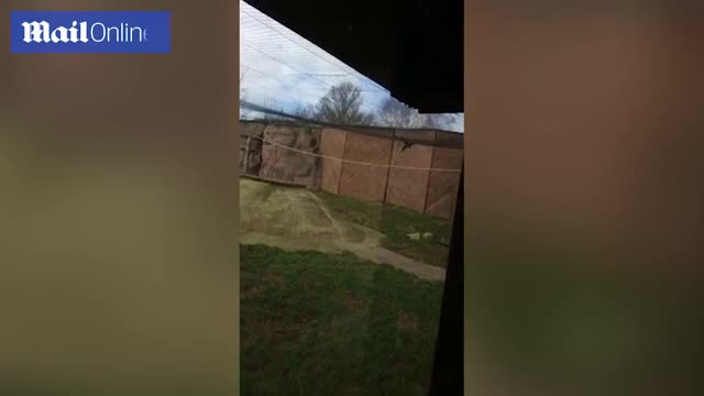 Вижте как в зоопарк лъвици разкъсаха лешояд, който случайно попаднал при тях (ВИДЕО)