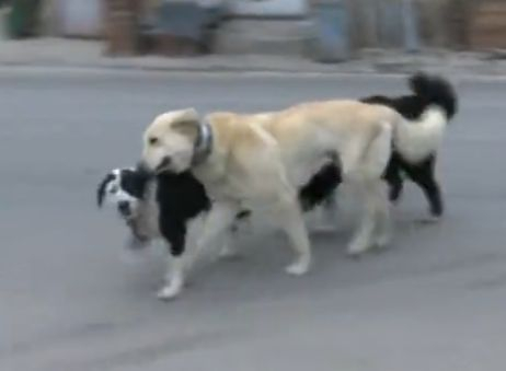 Цяло село в Благоевградско живее в голям кошмар!