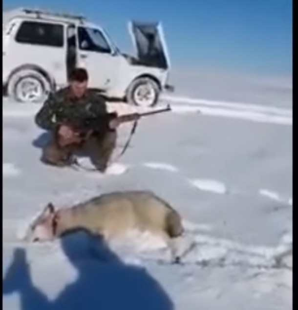 Прострелян вълк се престори на умрял и нападна ловец, който го ритна (ВИДЕО)