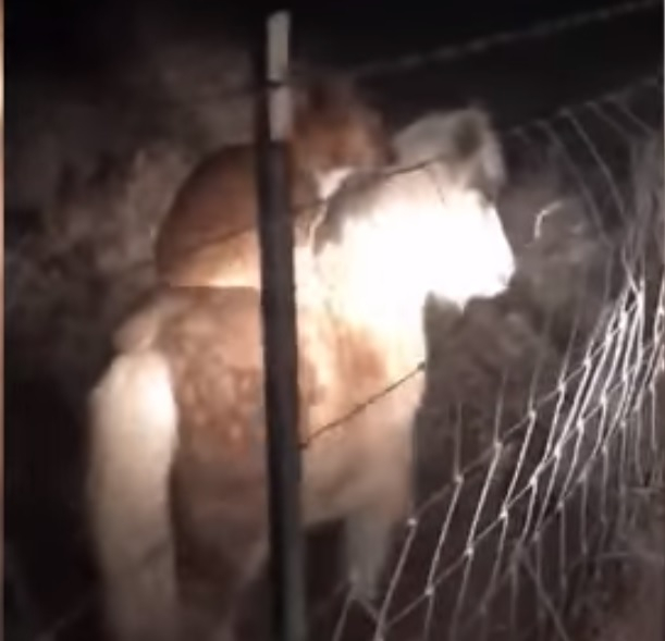 Куче бе заснето на ВИДЕО как язди едноокото пони на съседите