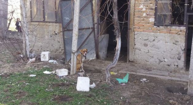 Питбулът убиец отърва кожата, засега