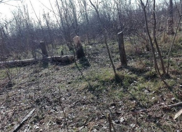 Роми устроиха истински погром в Психиатричната болница в Раднево, нарамиха брадвите, а после... 