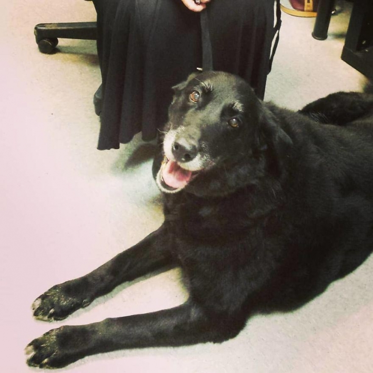 Шок за семейство! Кучето им изчезна преди 10 години, а после изведнъж се върна при тях (СНИМКИ)