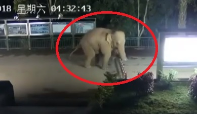 Подобно бягство през граница рядко може да се види (ВИДЕО)