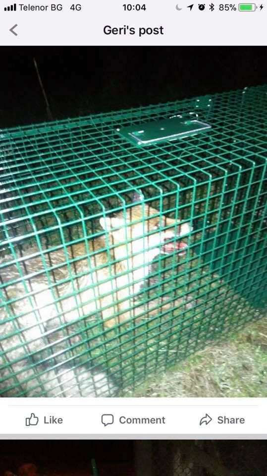 Полиция и прокуратура накрак заради тероризирана в хисарско село лисица, защитници на животни избухнаха (СНИМКИ)