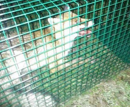 Полиция и прокуратура накрак заради тероризирана в хисарско село лисица, защитници на животни избухнаха (СНИМКИ)