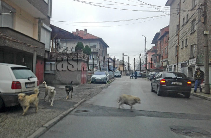 Глутници бездомни псета стресират хасковлии (СНИМКА)