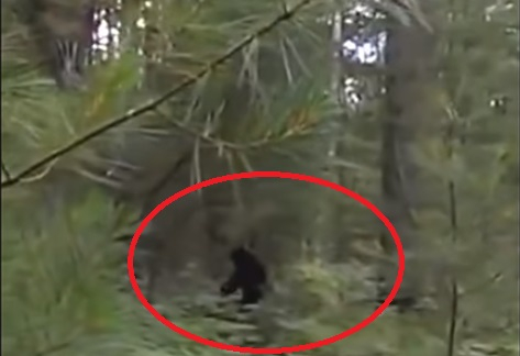 Турист засне самката на Йети с двете им деца в дебрите на Мичиган (ВИДЕО)