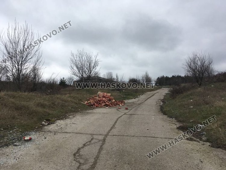 Пейзаж като от филм на ужасите край Хасково (СНИМКИ)