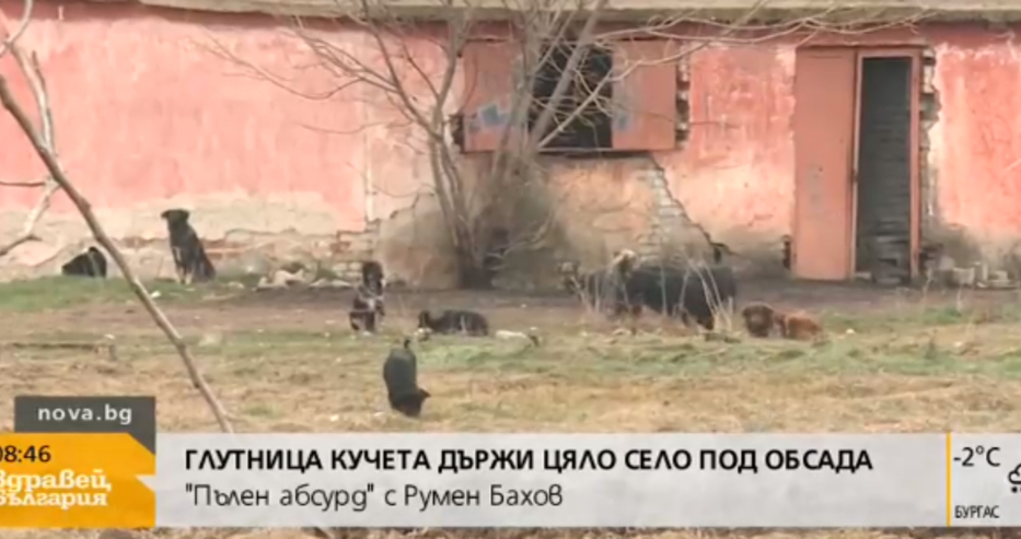 Ужас в Пловдивско! Глутница кучета държи цяло село под обсада (ВИДЕО)