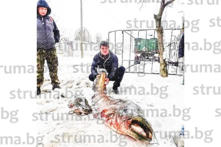 Преди дни около 10 часа сутринта Петър и Илия пребориха 73-килограмово чудовище! 20 минути се бориха с близо 3-метровия звяр
