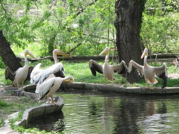 Истински мор в резервата „Сребърна“